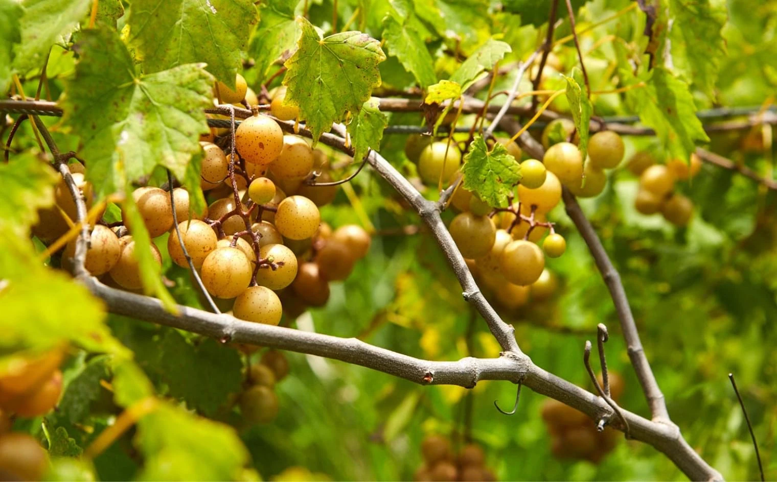 Sweet jubilee grapes