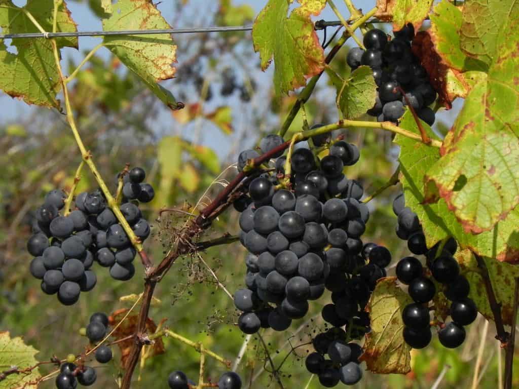 valiant grapes 