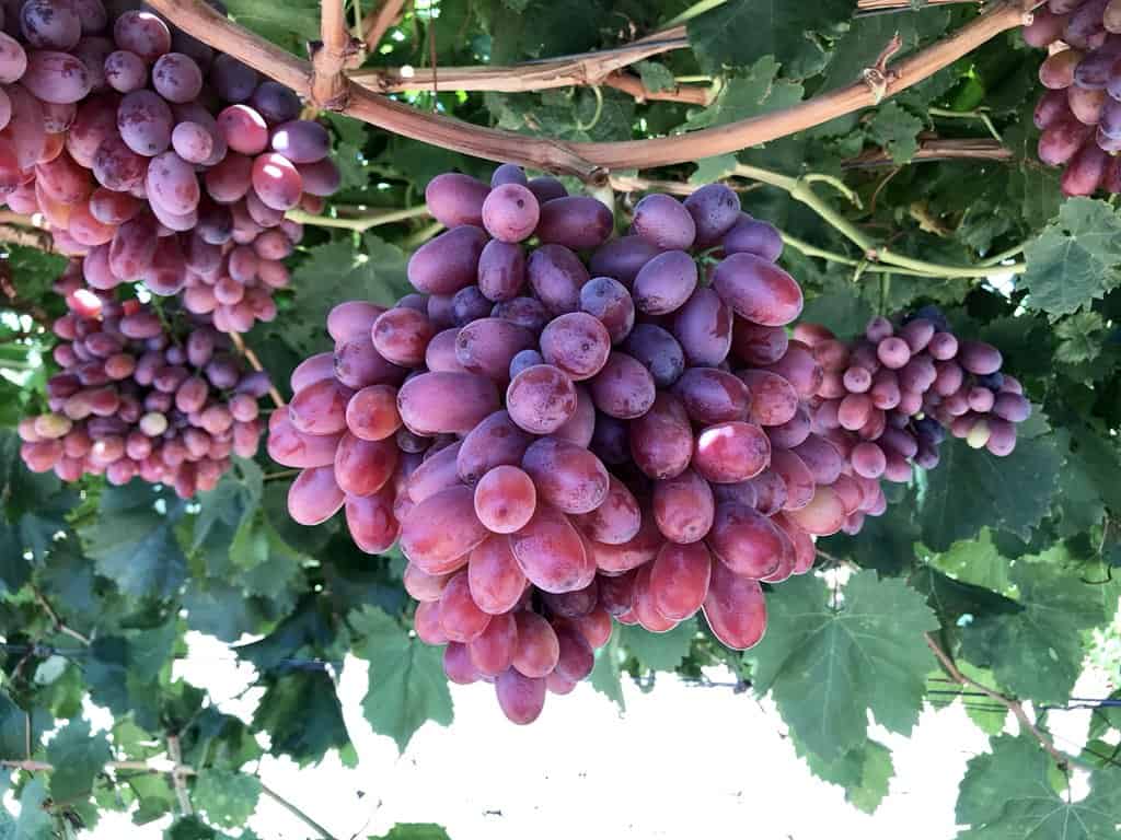 Crimson seedless Grapes
