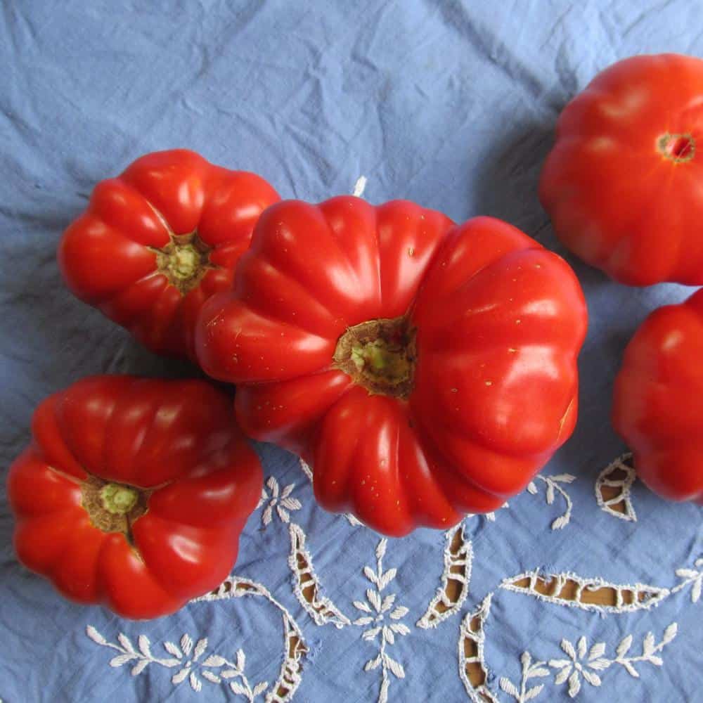 Pantano Romanesco Tomatoes