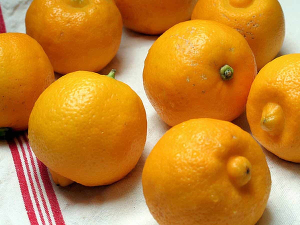 bergamot oranges