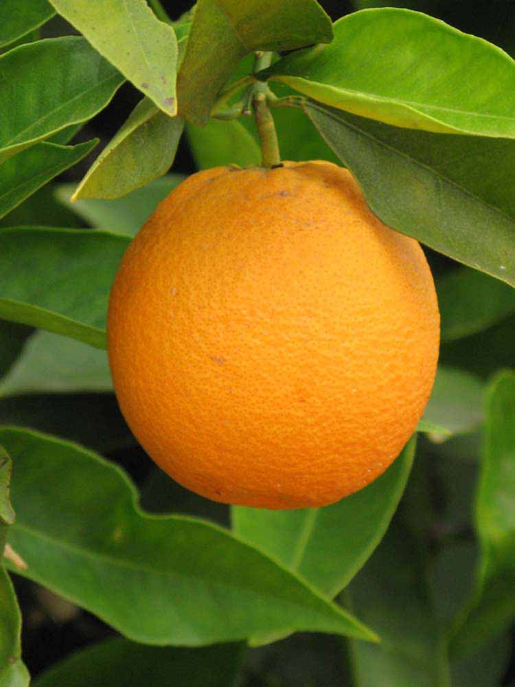 Lima Orange