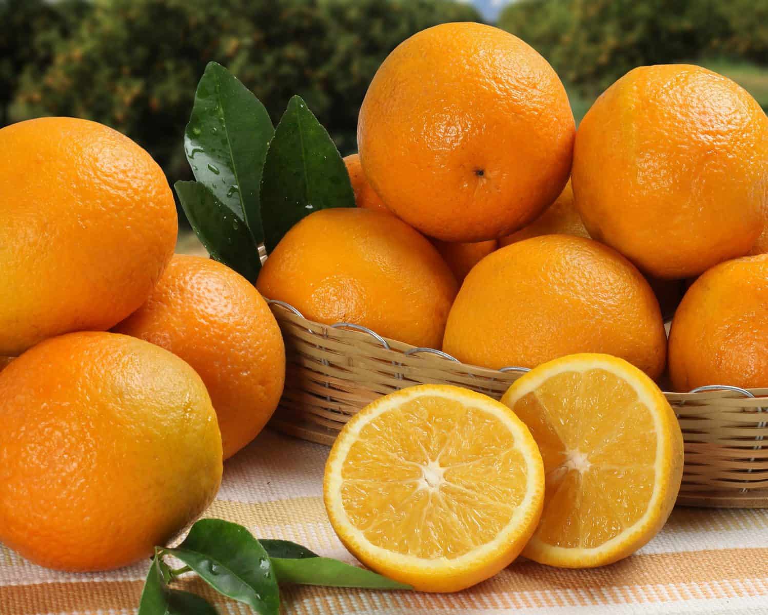 Апельсин википедия. Апельсин. Апельсин Валенсия. Апельсин фото. Большие апельсины.